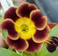 Primula auricula Gollum seedlings Hardy Perennial, rockery, alpine plant, 7cm