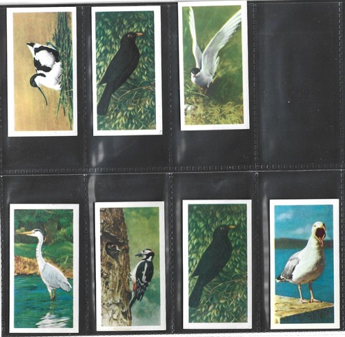 1954 brooke bond british birds - 1954,