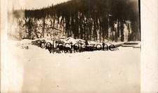 1907 Alaska 40 mile River Gold rush horse Team moving equipment Real photo