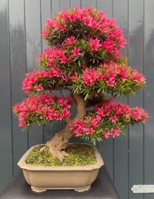 Satsuki Azalea (Korin) Bonsai
