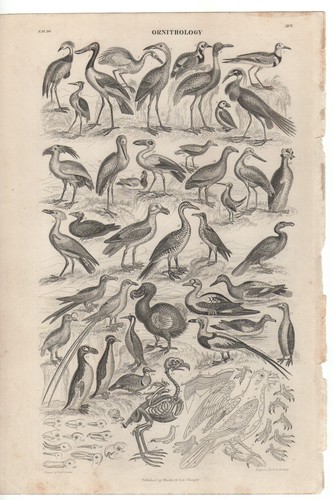 Bird 1850 vintage - 5,