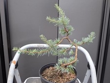 cedrus atlantica glauca blue