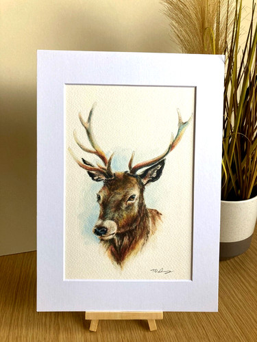 Stag watercolour mounted - , a4