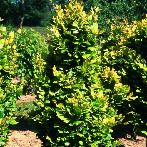 Dawyck gold beech tree - gold,