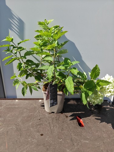 Hydrangea paniculata living - hydrangea,
