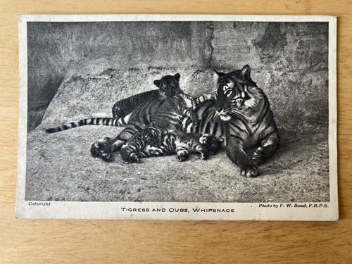 Tigress and cubs - tigress,