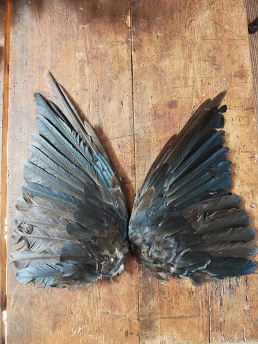 Crow wings diplayed open brown - wings,