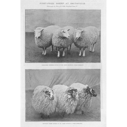 Prize wethers and - wethers, mountain
