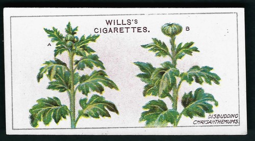 Wills gardening hints 15 - hints,