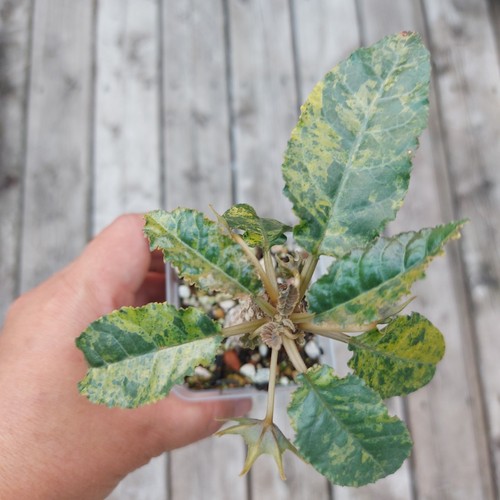 Dorstenia lavrani hybrid - dorstenia,