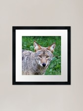 In The Eyes of a Coyote Framed