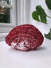 Natural Red Pipe Organ Coral