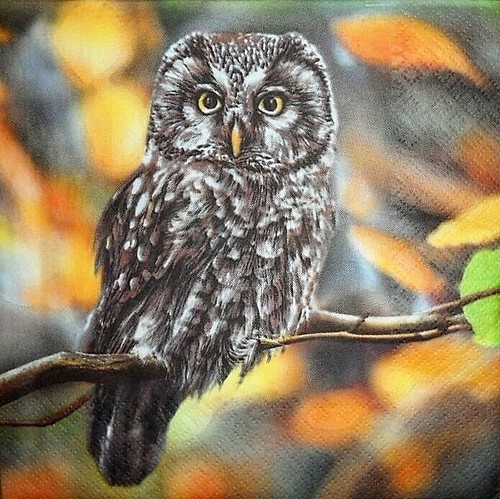 Paper napkins pensive owl - napkins,