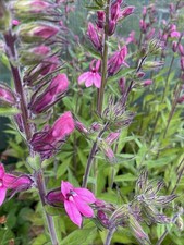 3 x Lobelia  speciosa Pink