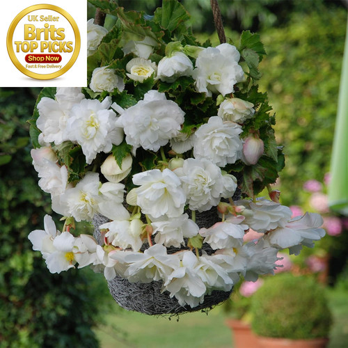 Trailing white begonia - -,