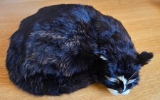 Able seaman simon ships cat - able,