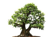 Weeping Fig, Ficus Benjamina