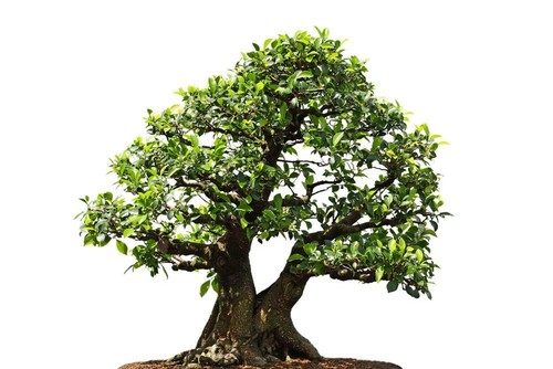 Weeping fig ficus benjamina - weeping, fig,