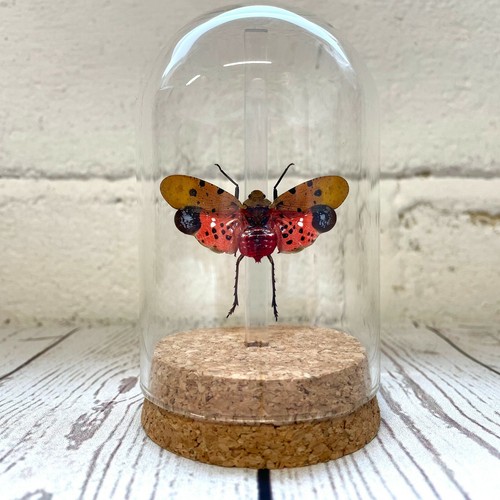 Indo lanternfly penthicodes - indo, (penthicodes