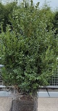 5 Buxus Sempervirens Box