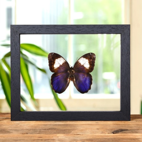 White banded owl butterfly - white,