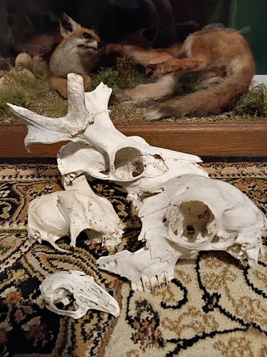 Animal skulls set all - set,