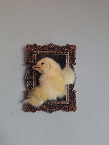 Taxidermy chick wall - taxidermy,