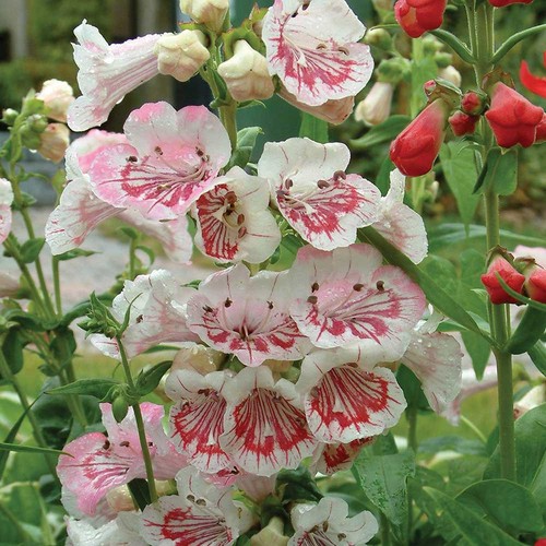 Penstemon strawberries and - strawberries,