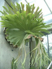 Platycerium bifurcatum | Staghorn fern| Plug plant