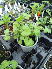 Pelargonium  Fragrans