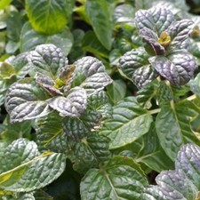 Blackcurrant mint- Aromatic