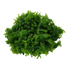 Subwassertang Pelia Moss Lomariopsis Lineata Live Aquarium Plants Fry Shrimp