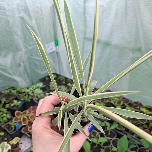 Spider plant chlorophytum - plant, (chlorophytum