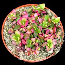 Anacampseros  ‘Sunrise’