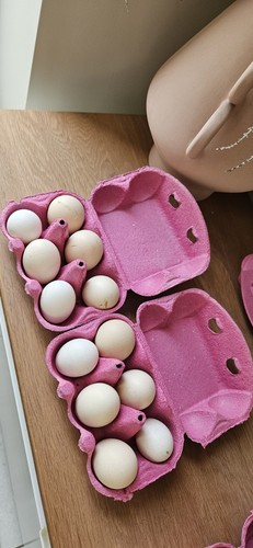 Fresh eggs silkie - fresh,