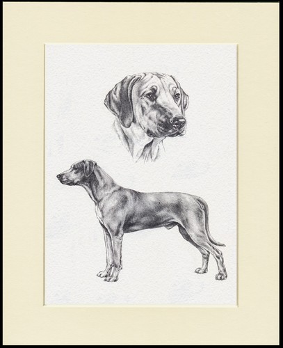 Rhodesian ridgeback dog art - ridgeback,