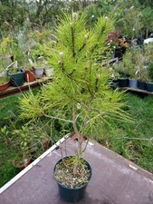 Chinese Red Pine/Pinus