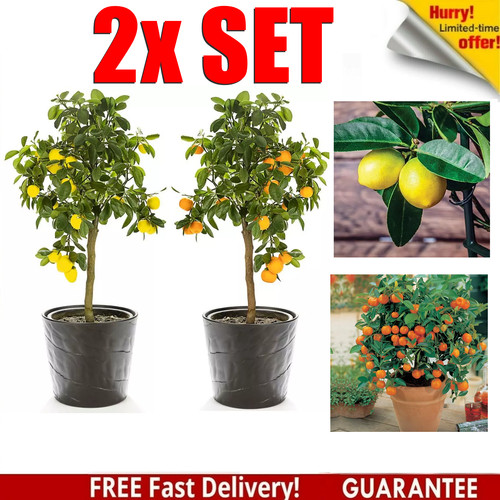 Set mature citrus - set,