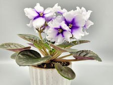 African Violet| Standard