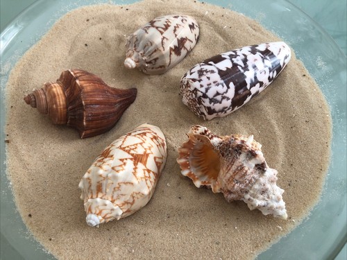 Mixed large 10cm exotic - 8/10cm,