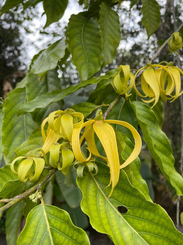 Cananga odorata ylang - odorata,,