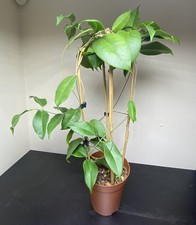 Hoya Sp Evelinae Large Mature