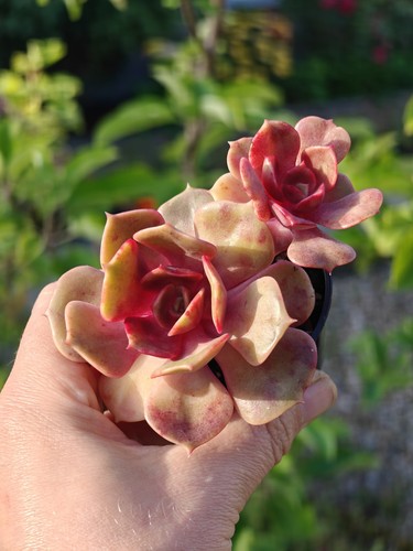 Echeveria hong pao - echeveria,