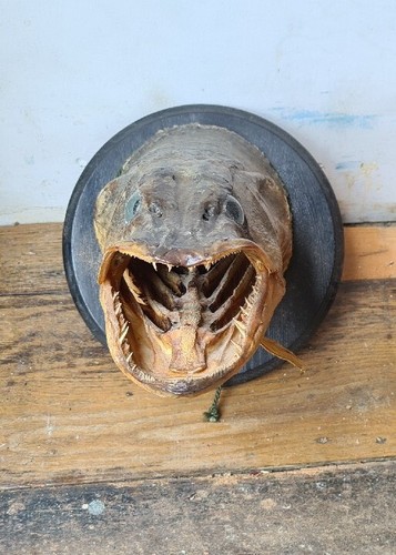 Vintage pike head taxidermi - pike,