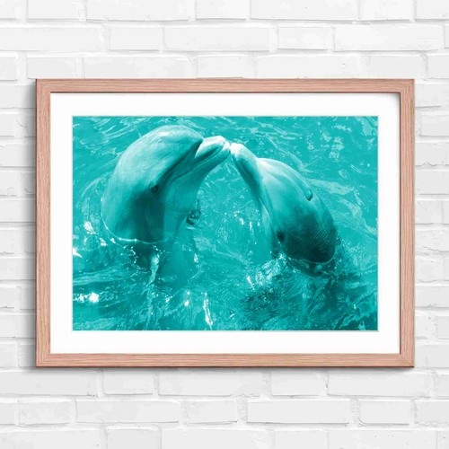 Cute dolphins kissing - dolphins, in