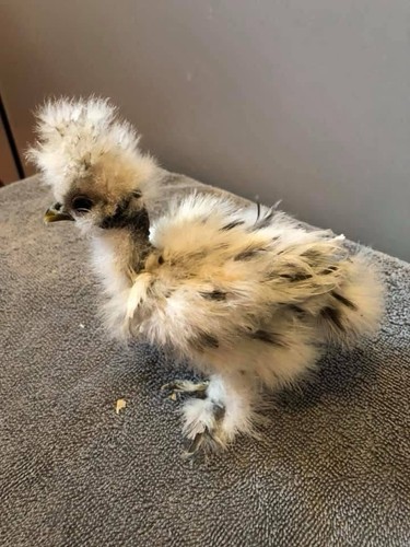 Frizzle showgirl - (+2, free!)
