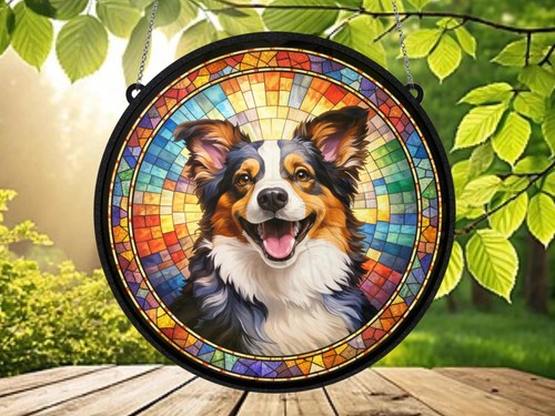 Australian shepherd dog - australian,