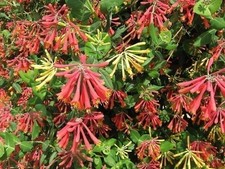 Honeysuckle Coral | 2 Inch |