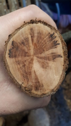 Hawthorn unique spalted - unique,