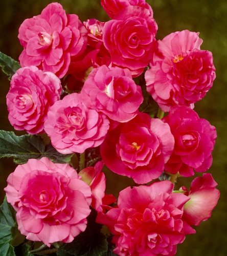 Begonia nonstop pink - nonstop,